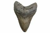 Fossil Megalodon Tooth - North Carolina #384105-1